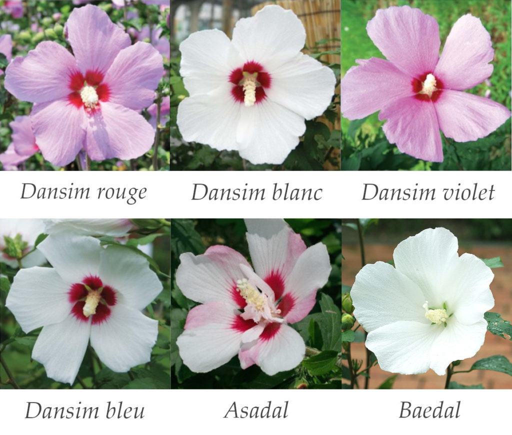 Les différents types hibiscus